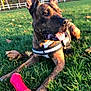 dog, brindle, canine, pet, grass, outdoor, toy, chew_toy, red, playful, tongue_out, ears_up, park, autumn, leaves, fence, sunlight, animal, muzzle, collar