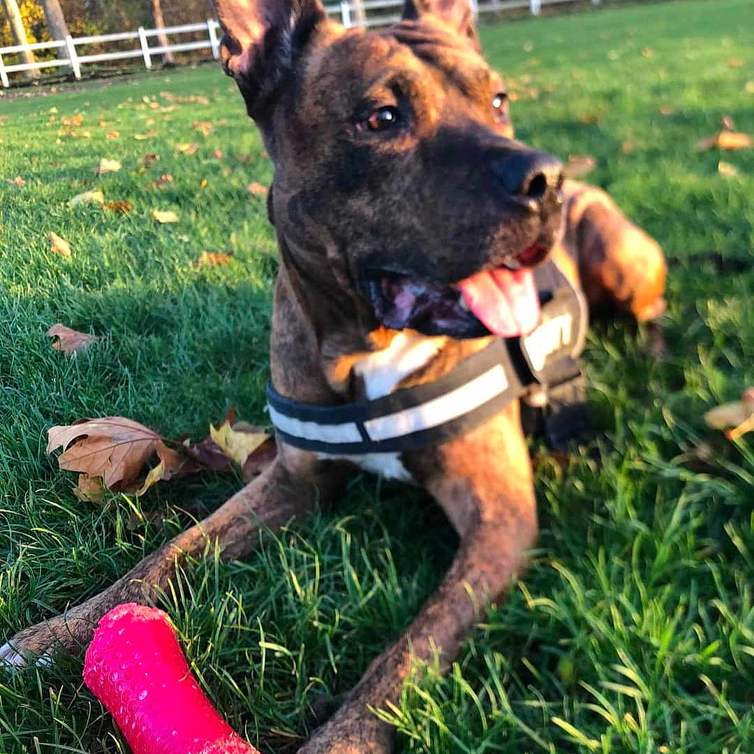 Menfys a rejoint le concours — aidez-le/la à gagner de superbes lots ! animal, autumn, brindle, canine, chew_toy, collar, dog, ears_up, fence, grass, leaves, muzzle, outdoor, park, pet, playful, red, sunlight, tongue_out, toy