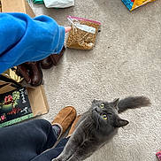 Ostrich is registered to the contest to win money with this photo: bag, begging, blue_sweatshirt, boots, cardboard_box, carpet, cat, floor, gray_cat, hand, indoor, kibble, long_hair_cat, looking_up, pet, sleeve, slippers, socks, tail, ziploc_bag