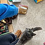 bag, begging, blue_sweatshirt, boots, cardboard_box, carpet, cat, floor, gray_cat, hand, indoor, kibble, long_hair_cat, looking_up, pet, sleeve, slippers, socks, tail, ziploc_bag