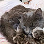 Ostrich is registered to the contest to win money with this photo: bed, blanket, cat, close_up, cozy, curled_up, domestic_cat, feline, fur, gray_cat, home, indoor, nap, paws, pet, portrait, resting, sleeping_cat, soft_texture, whiskers