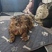 Koumiko a rejoint le concours — aidez-le/la à gagner de superbes lots ! cat, tabby_cat, pet, animal, feline, blanket, paw_print, couch, pillow, marilyn_monroe, indoor, fur, relaxed, resting, home, cozy, domestic, cute, furniture, portrait