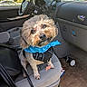 animal, blue_bandana, car_interior, clutter, companion, curious, cute, dashboard, dog, dog_harness, door, floor, leash, pet, seat, seatbelt, steering_wheel, sunlight, tilted_head, window