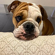 Abigaelle participe au concours pour gagner de l'argent avec cette photo : adorable, animal, brown_and_white, bulldog, carpet, chin_resting, close_up, companion, cute, dog, domestic, expression, floor, indoor, looking_up, pet, puppy, texture, wrinkled_face, young