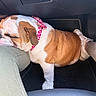 Abigaelle participe au concours pour gagner de l'argent avec cette photo : animal, bandana, brown_and_white, bulldog, car_interior, closeup, companion, cozy, cute, dog, domestic_animal, footwell, human_leg, indoor, pet, pink, resting, sleeping, sneakers, white_pants