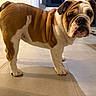 Abigaelle participe au concours pour gagner de l'argent avec cette photo : animal, brown, curious, cute, dog, domestic, ears, english_bulldog, face, floor, home, indoor, kitchen, legs, pet, puppy, standing, tile, white, wrinkles