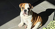 Abigaelle a rejoint le concours — aidez-le/la à gagner de superbes lots ! animal, brown_and_white, bulldog, companion, cozy, curious, cute, dog, floor, indoor, pet, pet_bed, plush_turtle, puppy, shadow, sitting, sunlight, tile_floor, toy, wrinkles