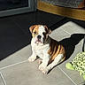 animal, brown_and_white, bulldog, companion, cozy, curious, cute, dog, floor, indoor, pet, pet_bed, plush_turtle, puppy, shadow, sitting, sunlight, tile_floor, toy, wrinkles