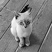 Jude is registered to the contest to win money with this photo: cat, kitten, animal, pet, feline, wooden_floor, floorboards, sitting, looking_up, black_and_white, monochrome, texture, ears, whiskers, paws, young, cute, indoor, small, fur