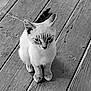 cat, kitten, animal, pet, feline, wooden_floor, floorboards, sitting, looking_up, black_and_white, monochrome, texture, ears, whiskers, paws, young, cute, indoor, small, fur