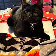 Daisy is registered to the contest to win money with this photo: black_cat, cat, pet, indoor, laptop, blanket, collar, wide_eyes, furniture, basket, red, orange, black, gray, cozy, domestic, alert, whiskers, floor, curiosity