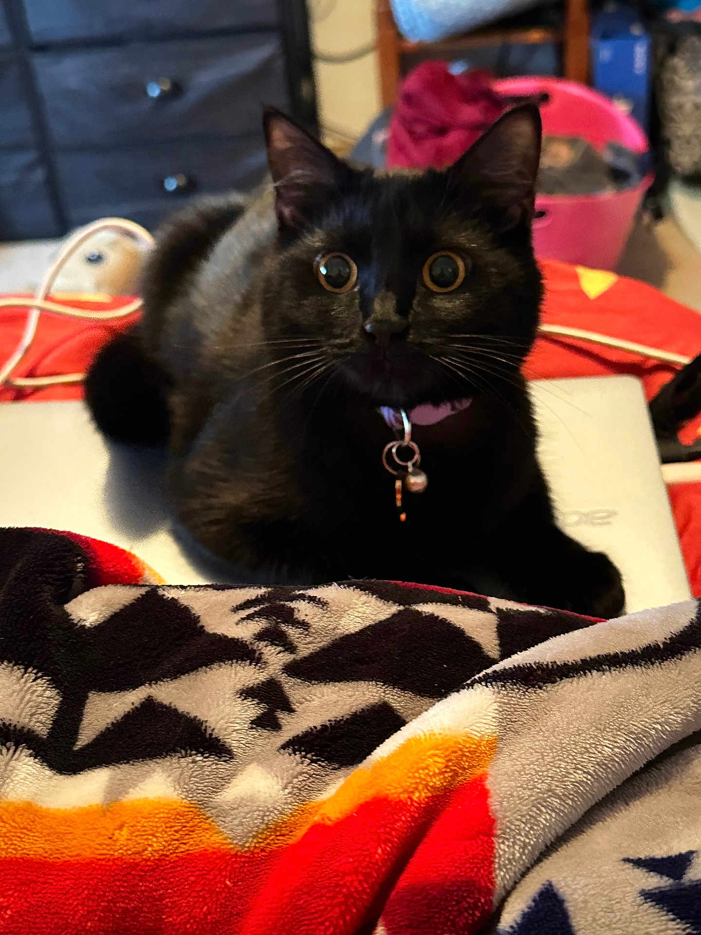 Daisy is registered to the contest to win money with this photo: black_cat, cat, pet, indoor, laptop, blanket, collar, wide_eyes, furniture, basket, red, orange, black, gray, cozy, domestic, alert, whiskers, floor, curiosity