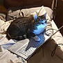cat, tabby, laptop, bed, blanket, paw, keyboard, indoor, cozy, feline, technology, light, shadow, relaxing, home, pet, animal, sleepy, white, fur