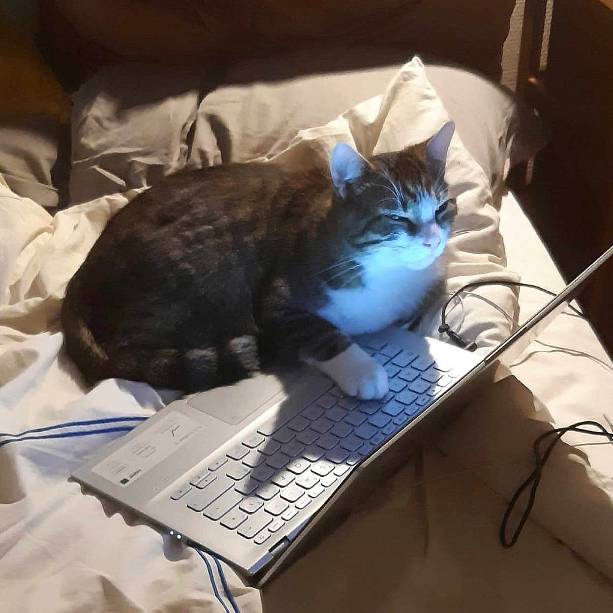 Kaito a rejoint le concours — aidez-le/la à gagner de superbes lots ! animal, bed, blanket, cat, cozy, feline, fur, home, indoor, keyboard, laptop, light, paw, pet, relaxing, shadow, sleepy, tabby, technology, white