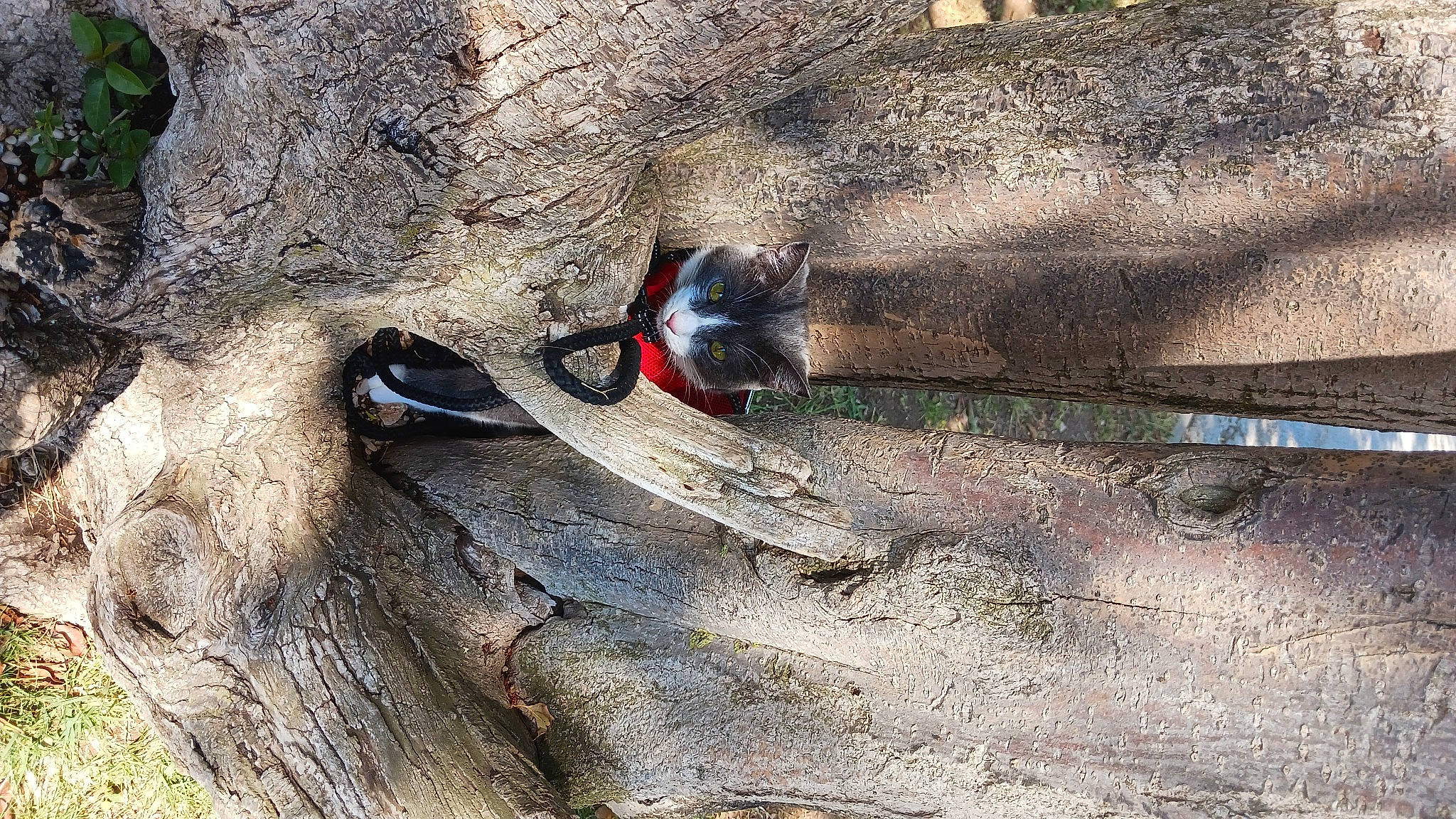Namie participe au concours pour gagner de l'argent avec cette photo : adventure, beak, bedrock, fault, geology, landscape, mammal, perching_bird, plant, recreation, rock, soil, terrestrial_animal, tree, trunk, vertebrate, wildlife, wood