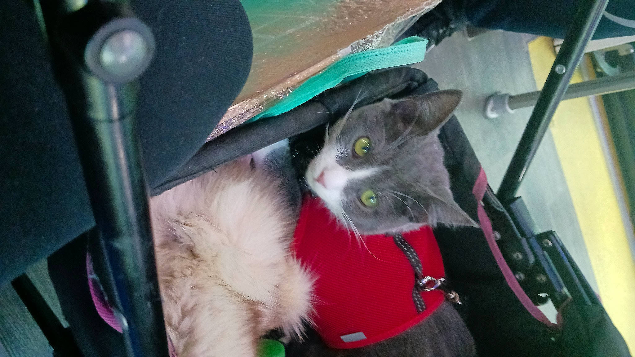 Namie participe au concours pour gagner de l'argent avec cette photo : auto_part, automotive_exterior, automotive_window_part, carnivore, cat, domestic_short_haired_cat, felidae, fur, glass, motor_vehicle, small_to_medium_sized_cats, snout, tail, vehicle_door, whiskers, windshield