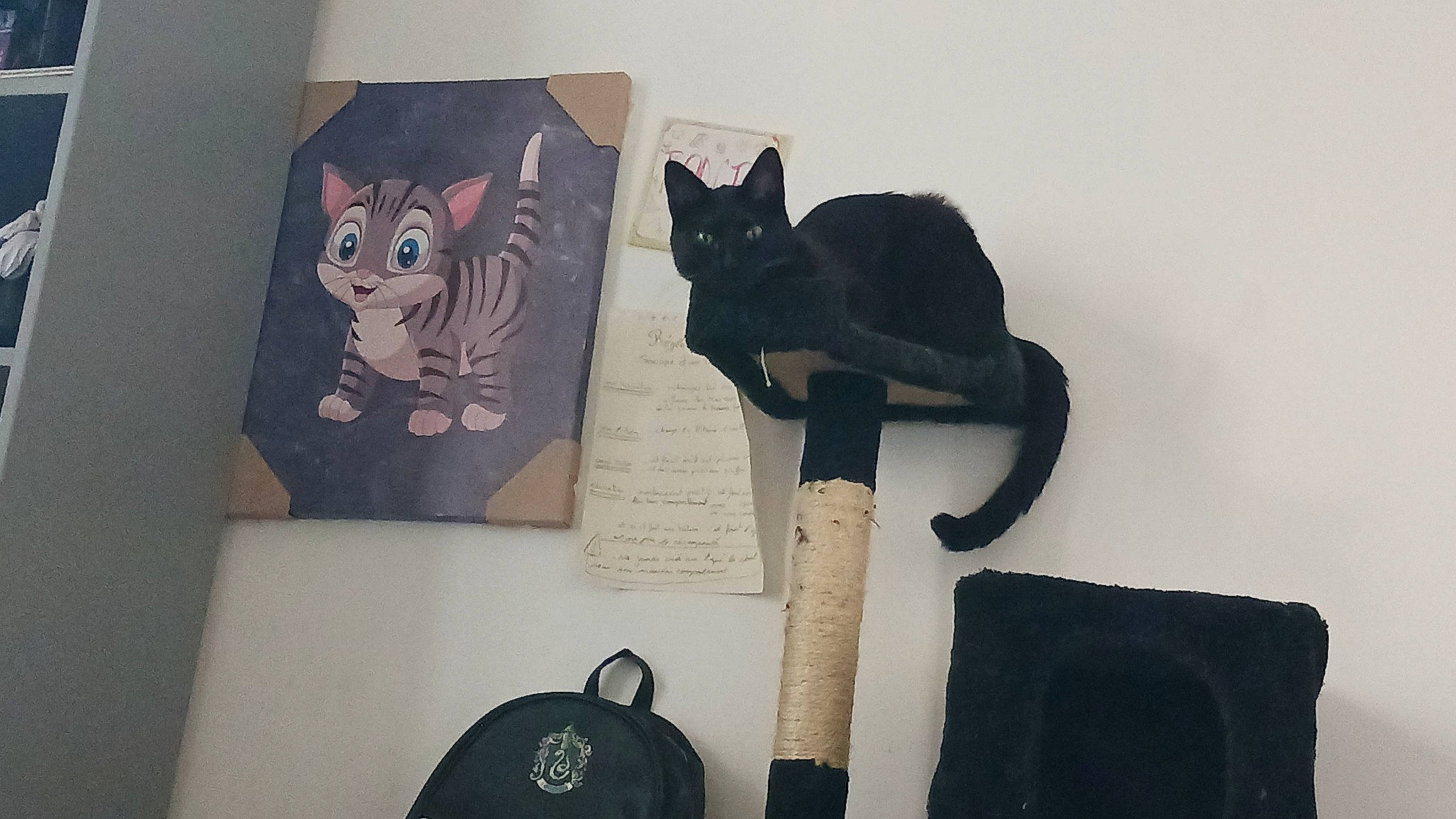 Tanja a rejoint le concours — aidez-le/la à gagner de superbes lots ! art, audio_equipment, bag, black, carnivore, cat, chair, domestic_short_haired_cat, eyewear, fashion_accessory, felidae, font, fur, grey, linens, paper, paper_product, small_to_medium_sized_cats, tail, whiskers