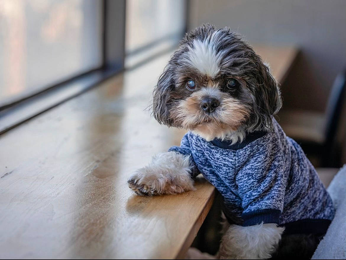 Chad is registered to the contest to win money with this photo: canidae, carnivore, companion_dog, dog, dog_breed, dog_supply, flooring, fur, hardwood, liver, mal_shi, shih_poo, shih_tzu, small_terrier, snout, sporting_group, terrier, toy_dog, wood, working_animal