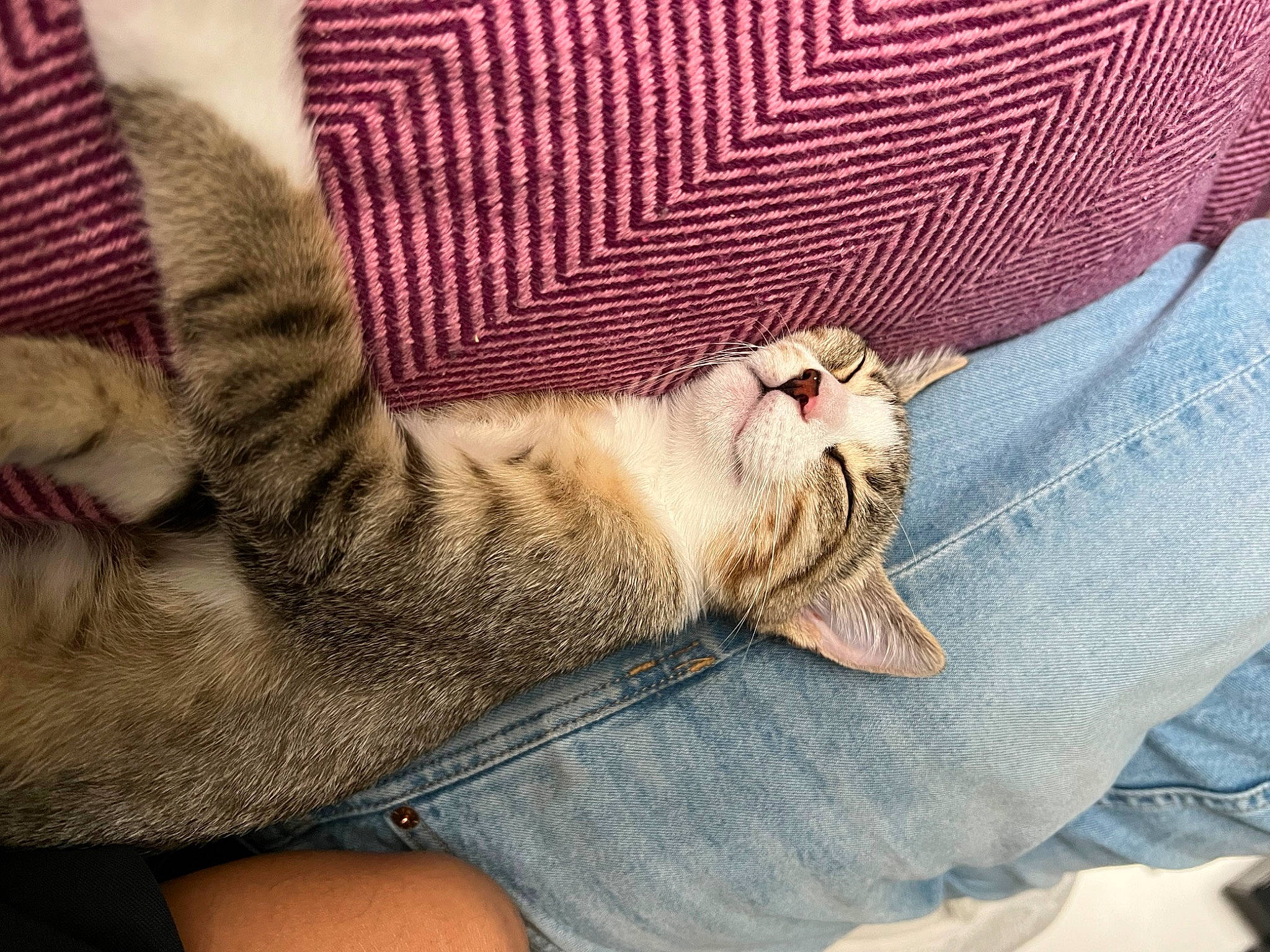 Tygry a rejoint le concours — aidez-le/la à gagner de superbes lots ! carnivore, cat, claw, comfort, denim, domestic_short_haired_cat, fawn, felidae, fur, gesture, human_leg, linens, nail, nap, pattern, paw, small_to_medium_sized_cats, tail, whiskers, wood