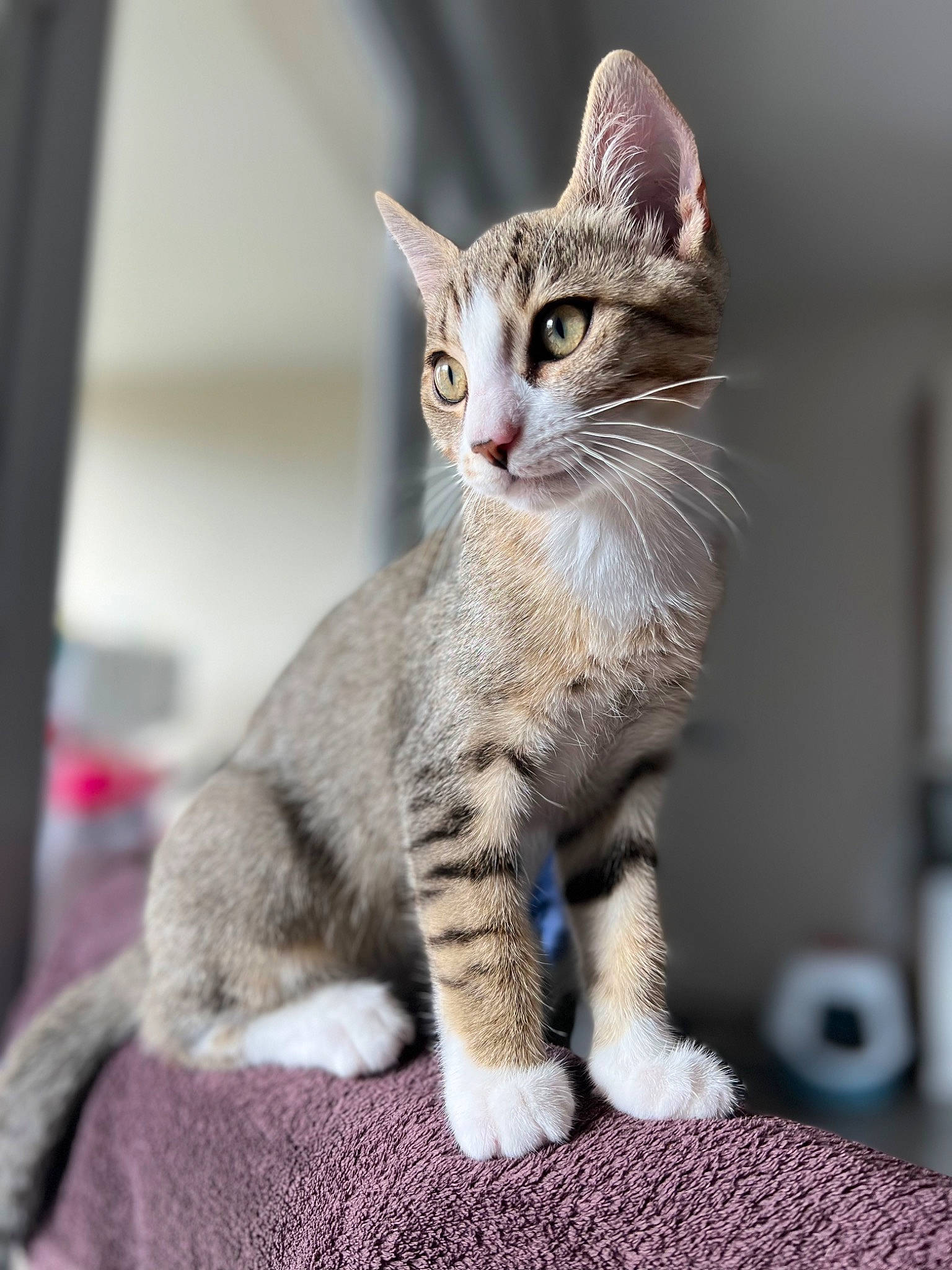 Tygry a rejoint le concours — aidez-le/la à gagner de superbes lots ! carnivore, cat, claw, domestic_short_haired_cat, fawn, felidae, foot, fur, paw, sitting, small_to_medium_sized_cats, snout, tail, terrestrial_animal, whiskers, wildlife