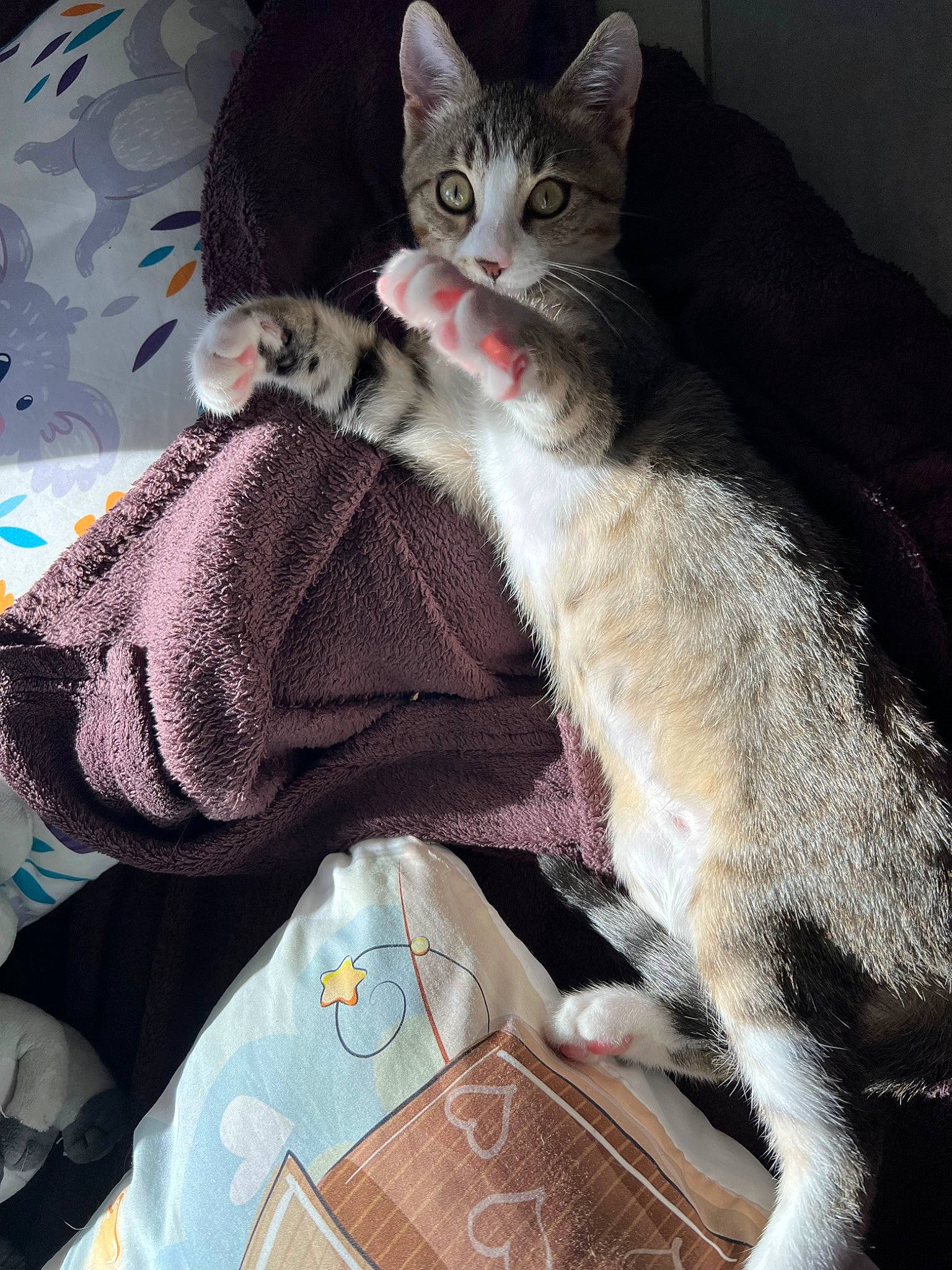 Tygry participe au concours pour gagner de l'argent avec cette photo : bag, blanket, carnivore, cat, claw, comfort, couch, domestic_short_haired_cat, felidae, fur, grey, lap, linens, nap, pattern, paw, sitting, small_to_medium_sized_cats, tail, whiskers