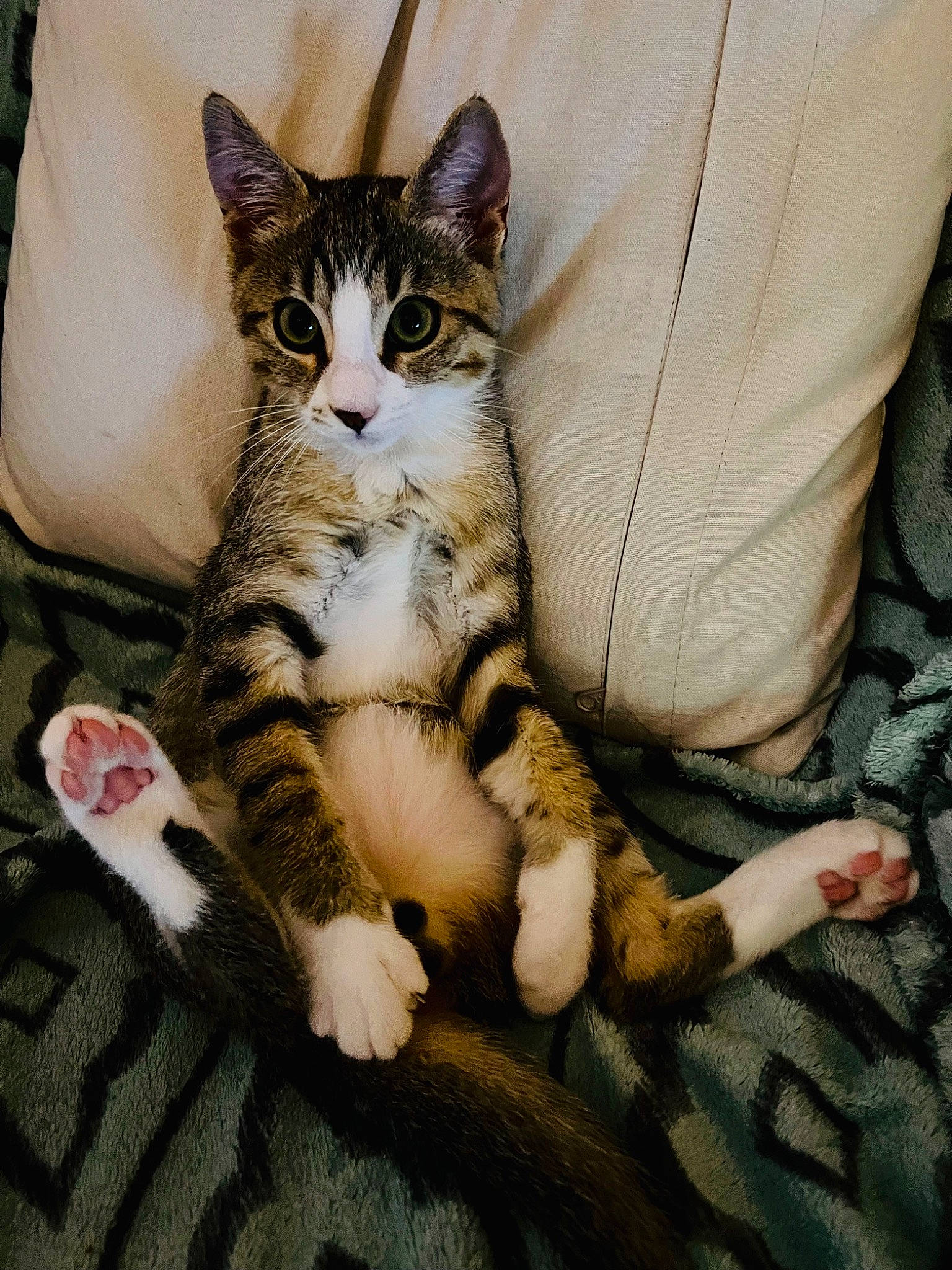 Tygry participe au concours pour gagner de l'argent avec cette photo : carnivore, cat, claw, comfort, domestic_short_haired_cat, eye, felidae, foot, fur, head, human_leg, paw, sitting, small_to_medium_sized_cats, snout, tail, terrestrial_animal, toe, whiskers