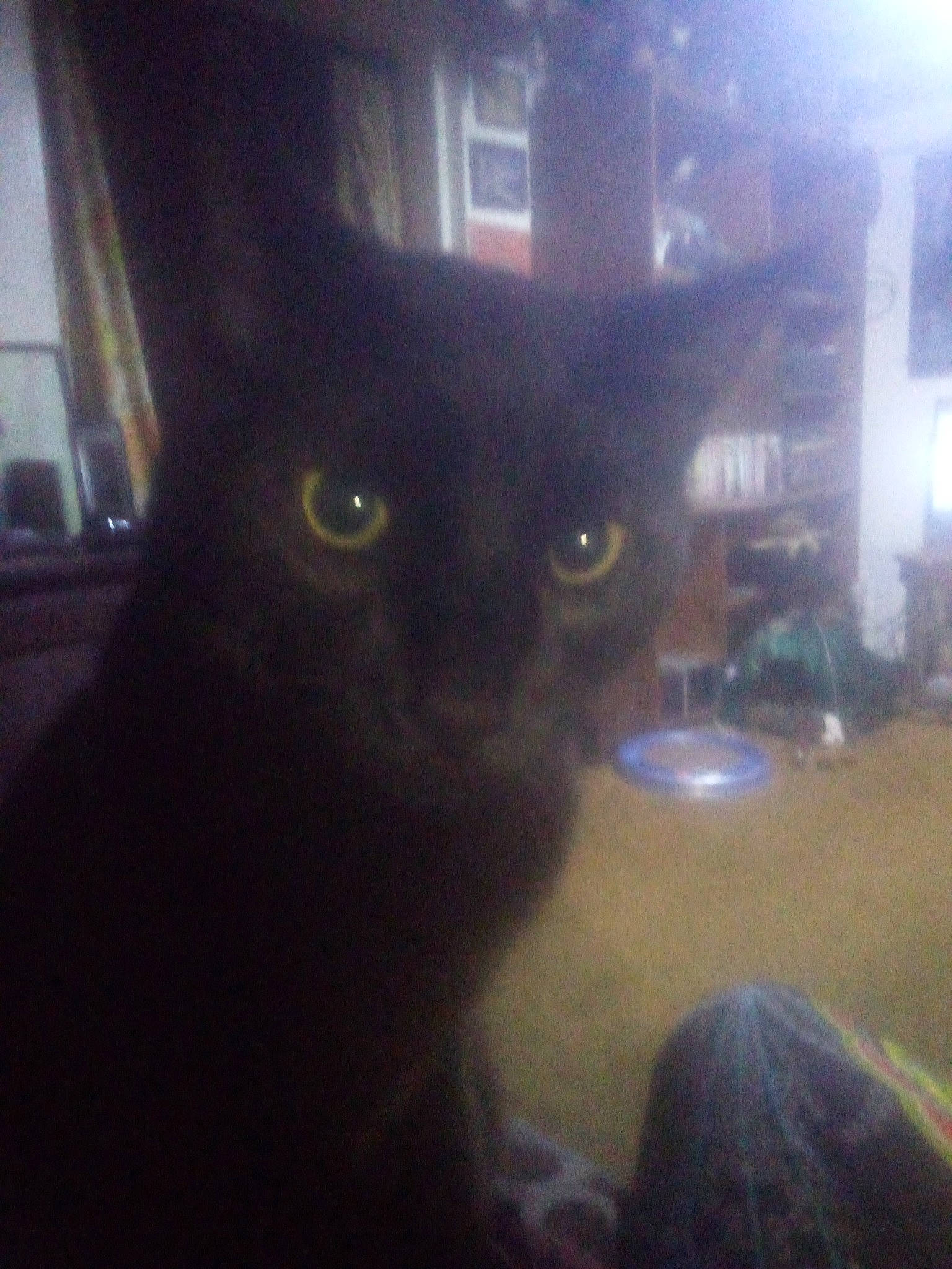 Night joined the competition — help win amazing prizes! black_cat, carnivore, cat, domestic_short_haired_cat, electric_blue, felidae, fur, sky, small_to_medium_sized_cats, snout, square, tail, whiskers