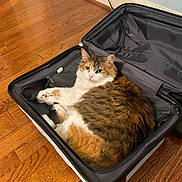 Fia joined the competition — help win amazing prizes! animal, cat, cozy, cute, domestic_cat, ears, feline, fur, hardwood_floor, indoor, looking, mesh_pocket, paws, pet, relaxed, resting, suitcase, tri_color, whiskers, zipper