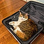 animal, cat, cozy, cute, domestic_cat, ears, feline, fur, hardwood_floor, indoor, looking, mesh_pocket, paws, pet, relaxed, resting, suitcase, tri_color, whiskers, zipper