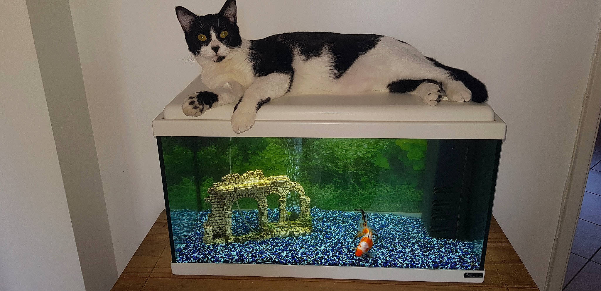 Pika a rejoint le concours — aidez-le/la à gagner de superbes lots ! aquarium, blue, box, carnivore, cat, domestic_short_haired_cat, electric_blue, felidae, fish_supply, pet_supply, rectangle, room, shelf, small_to_medium_sized_cats, table, tail, vertebrate, water, whiskers, wood