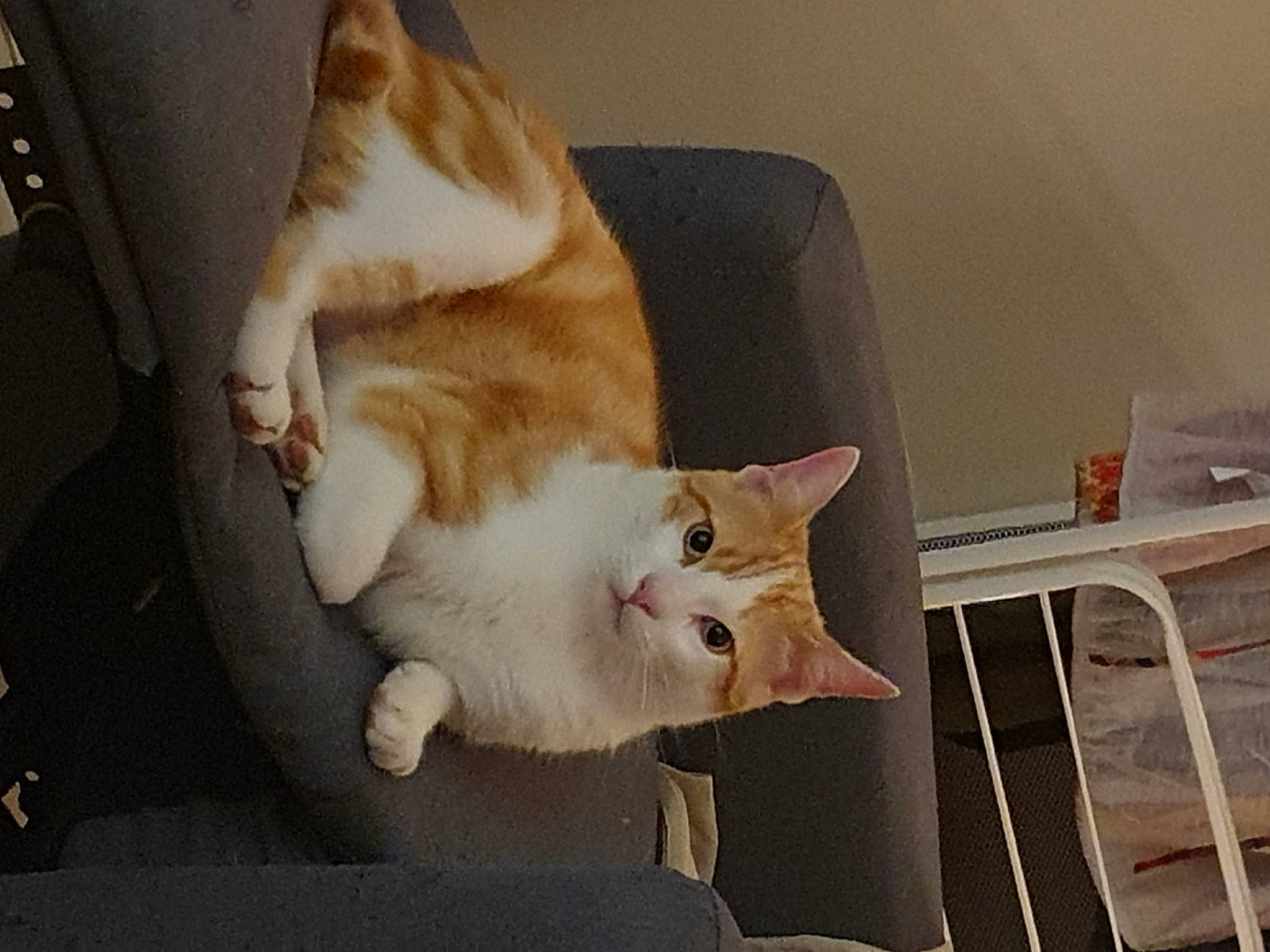 Rouki participe au concours pour gagner de l'argent avec cette photo : carnivore, cat, claw, comfort, domestic_short_haired_cat, fawn, felidae, foot, fur, hardwood, human_leg, lap, leg, paw, sitting, small_to_medium_sized_cats, snout, tail, whiskers, wood