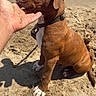 Hercule participe au concours pour gagner de l'argent avec cette photo : dog, puppy, beach, sand, water, hand, collar, sea, waves, sunlight, pet, animal, outdoor, legs, shore, cute, brown_dog, white_paws, summer, canine