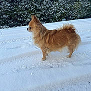 Clochette participe au concours pour gagner de l'argent avec cette photo : animal, canine, cockerspaniel, collie, dog, eskimodog, fir, goldenretriever, ice, land, nature, outdoors, papillon, pet, plant, snow, tree, vegetation, winter, woodland