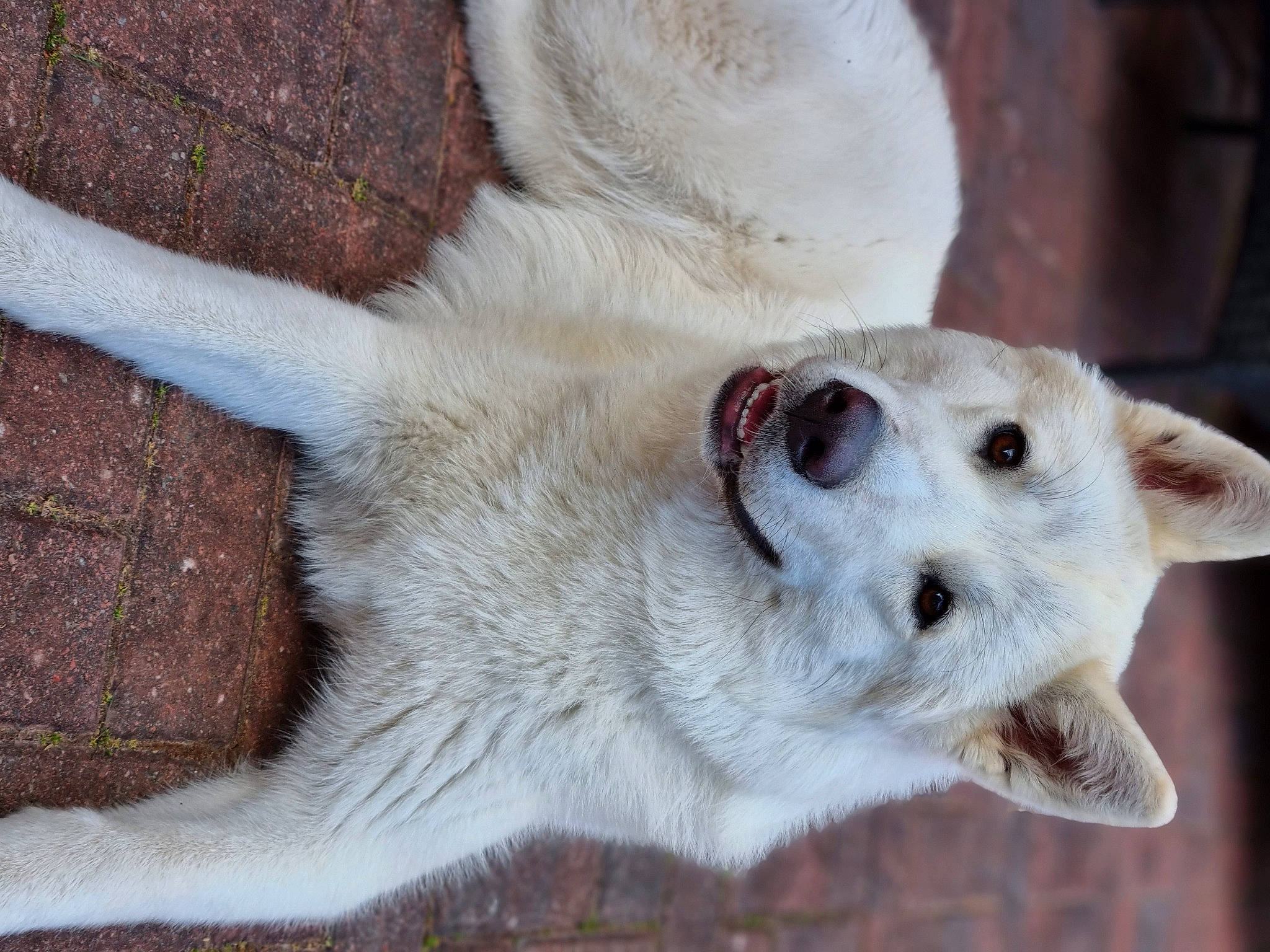 Gray is registered to the contest to win money with this photo: ancient_dog_breeds, canidae, carnivore, companion_dog, dog, dog_breed, eye, fawn, fur, jaw, non_sporting_group, paw, snout, sporting_group, terrestrial_animal, whiskers, wildlife, working_animal