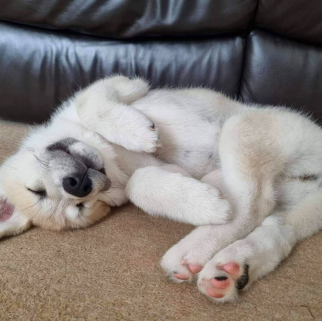 Gray is registered to the contest to win money with this photo: canidae, carnivore, claw, comfort, companion_dog, dog, dog_breed, fawn, foot, fur, nap, non_sporting_group, paw, puppy, sporting_group, tail, terrestrial_animal, whiskers, working_animal