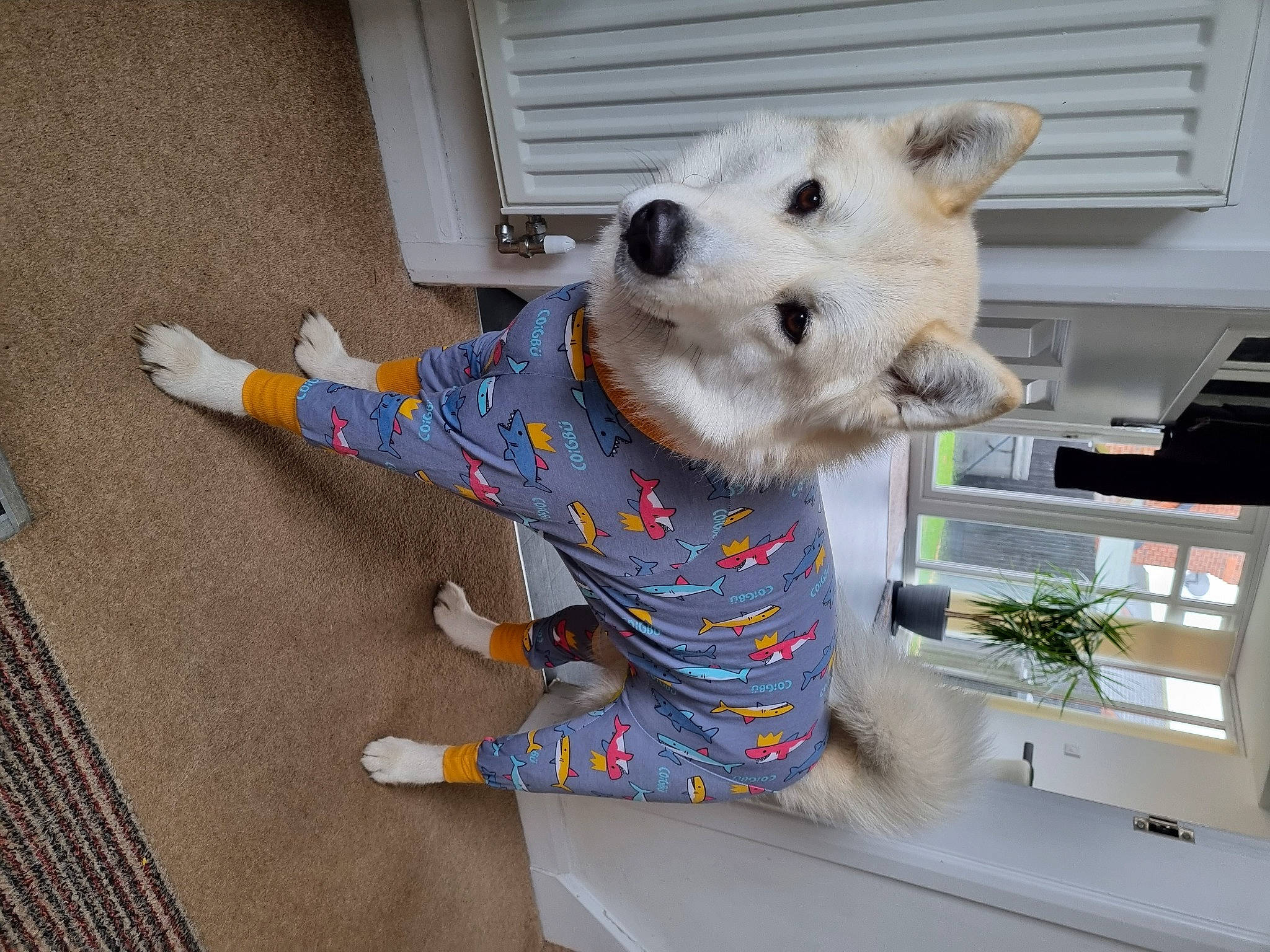 Gray joined the competition — help win amazing prizes! canidae, carnivore, collar, companion_dog, dog, dog_breed, dog_clothes, dog_supply, door, fawn, flooring, houseplant, pet_supply, plant, snout, sporting_group, tail, toy, window, working_animal