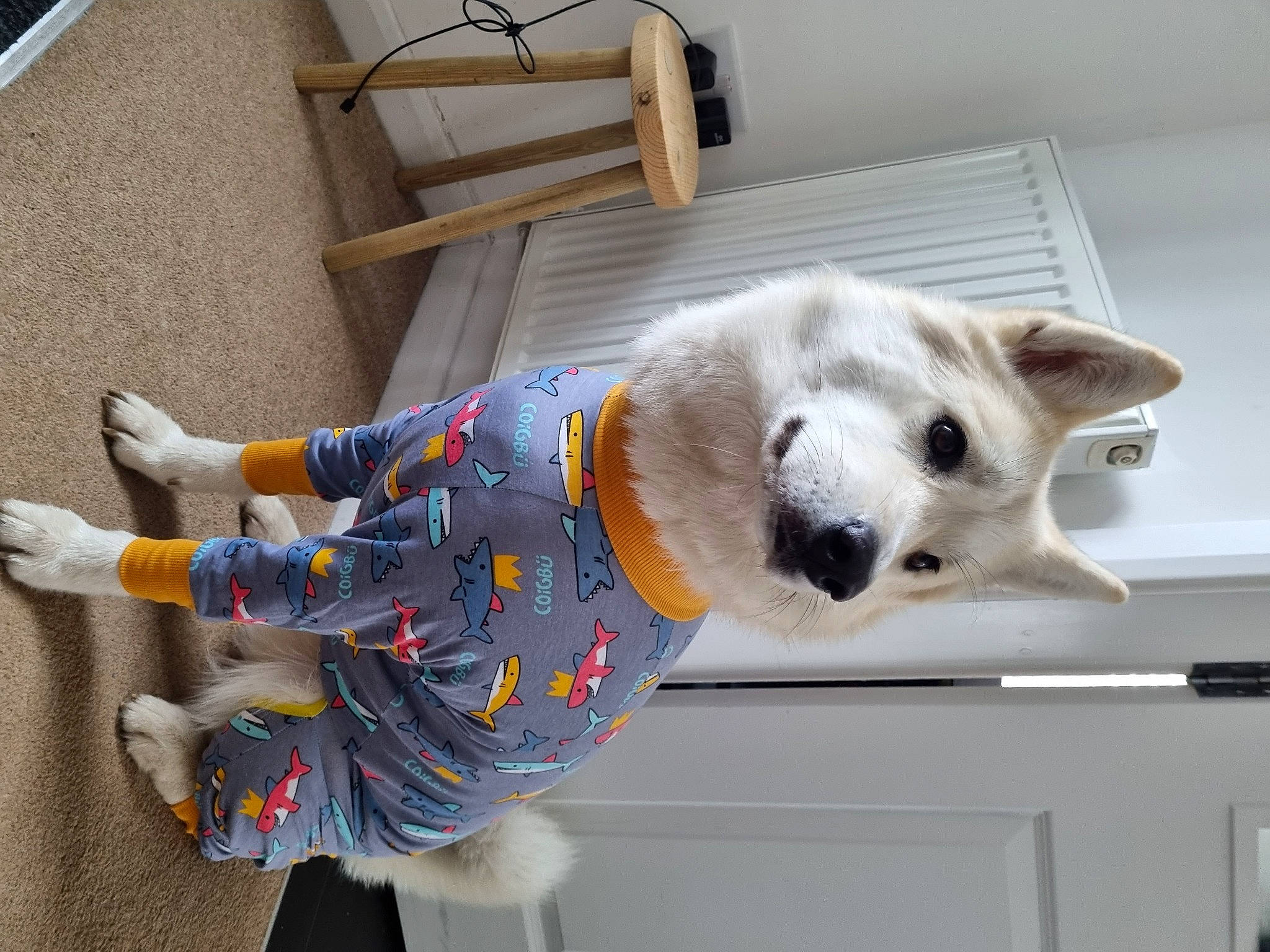 Gray joined the competition — help win amazing prizes! canidae, carnivore, chair, comfort, companion_dog, dog, dog_breed, dog_supply, felidae, flooring, fur, pattern, paw, room, sporting_group, stuffed_toy, tail, toy, wheel, whiskers