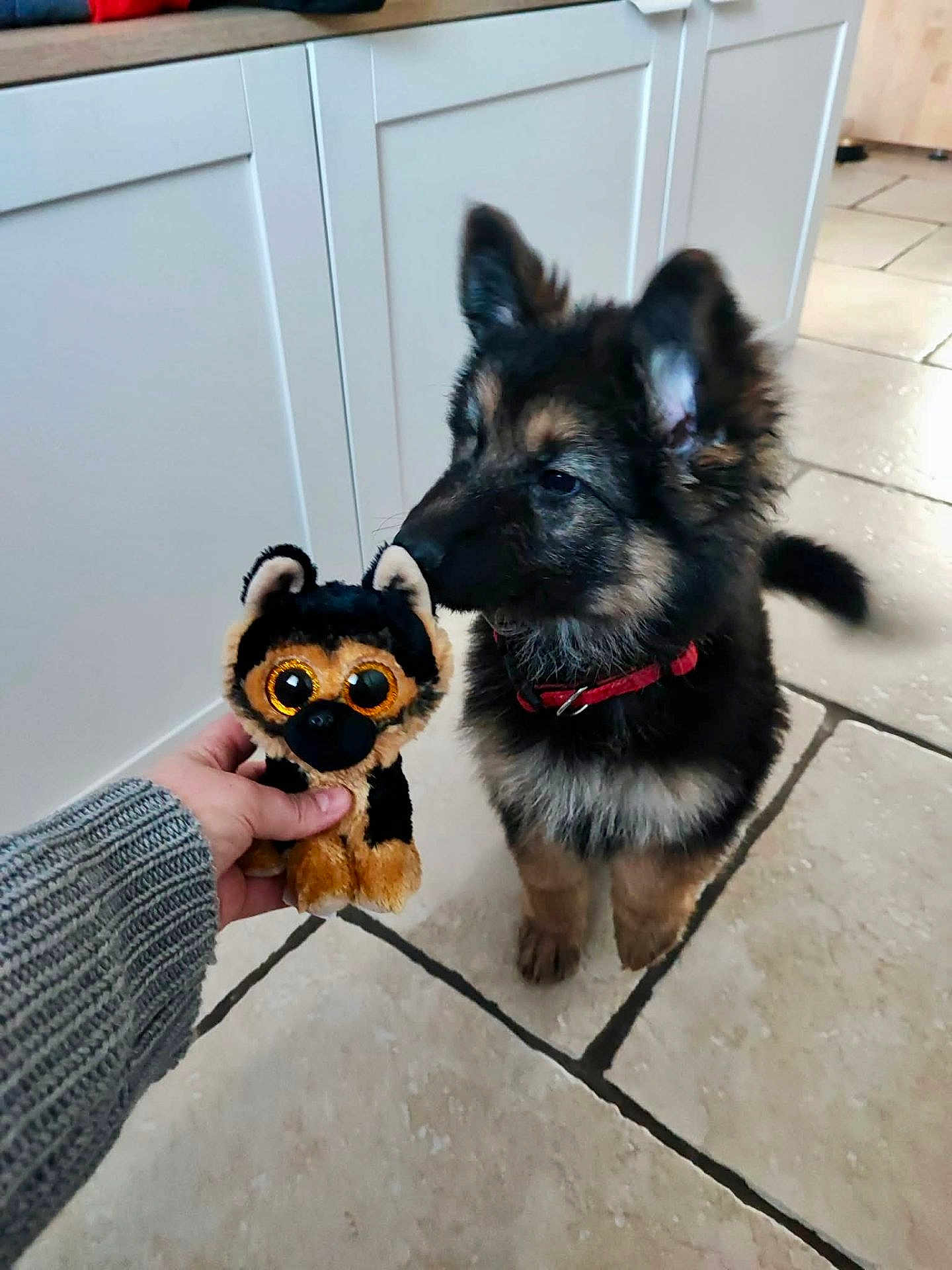 Targa a rejoint le concours — aidez-le/la à gagner de superbes lots ! puppy, dog, stuffed_toy, hand, indoor, tile_floor, cabinet, curious, red_collar, furry, black_and_tan, small, cute, pet, toy, person_hand, floor, home, playful, animal