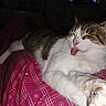 cat, tabby, white_fur, sleeping, tongue_out, paw, whiskers, pink_nose, indoors, bed, blanket, plaid, red_blanket, close_up, pet, relaxed, funny, animal, flash_photography, portrait