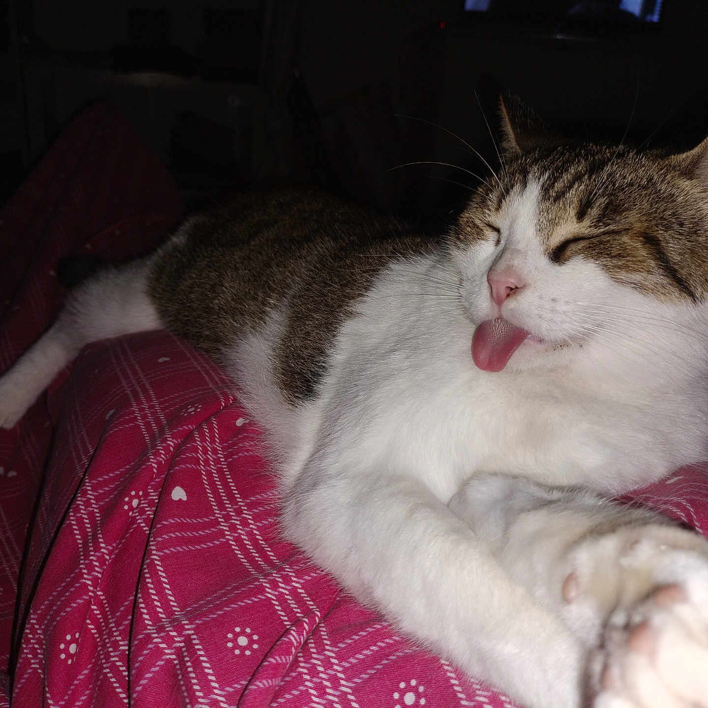 Moshy a rejoint le concours — aidez-le/la à gagner de superbes lots ! cat, tabby, white_fur, sleeping, tongue_out, paw, whiskers, pink_nose, indoors, bed, blanket, plaid, red_blanket, close_up, pet, relaxed, funny, animal, flash_photography, portrait