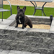 Luna is registered to the contest to win money with this photo: dog, french_bulldog, black_dog, pet, outdoor, backyard, stone_planter, brick_wall, metal_chair, metal_table, artificial_grass, paved_floor, sunken_area, small_dog, animal, standing, alert, daylight, domestic_animal, garden