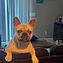 Roxy joined the competition — help win amazing prizes! dog, french_bulldog, couch, living_room, indoor, pet, animal, furniture, vertical_blinds, wall_art, crate, paws, brown, beige, ears, face, expression, home, domestic, window