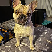 Roxy joined the competition — help win amazing prizes! dog, french_bulldog, pet, indoor, blanket, bones_pattern, curious, ears_up, brown_eyes, close_up, fur, animal, companion, mammal, looking, standing, bedroom, cozy, home, cute