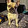 Roxy