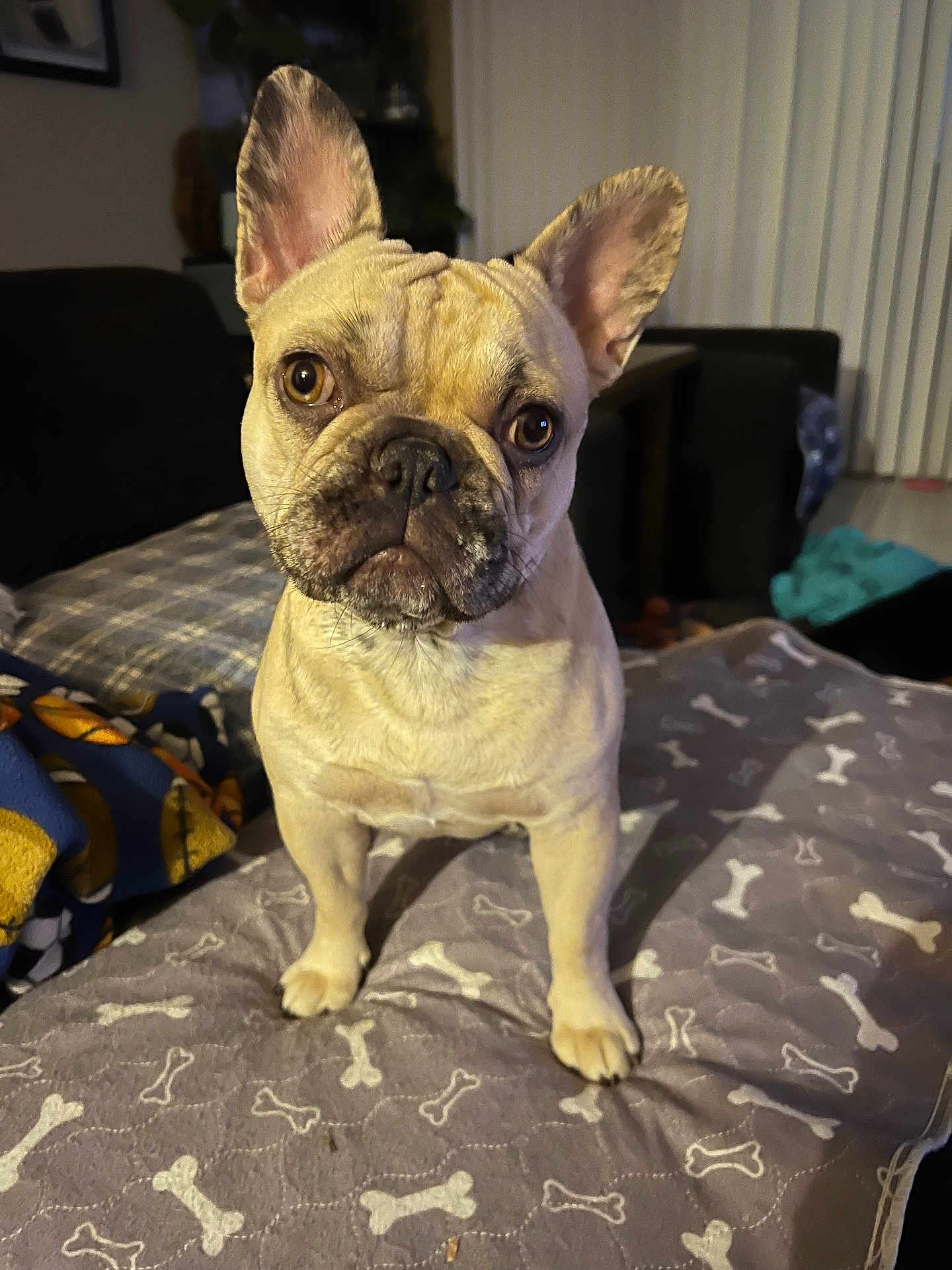 Roxy joined the competition — help win amazing prizes! dog, french_bulldog, pet, indoor, blanket, bones_pattern, curious, ears_up, brown_eyes, close_up, fur, animal, companion, mammal, looking, standing, bedroom, cozy, home, cute