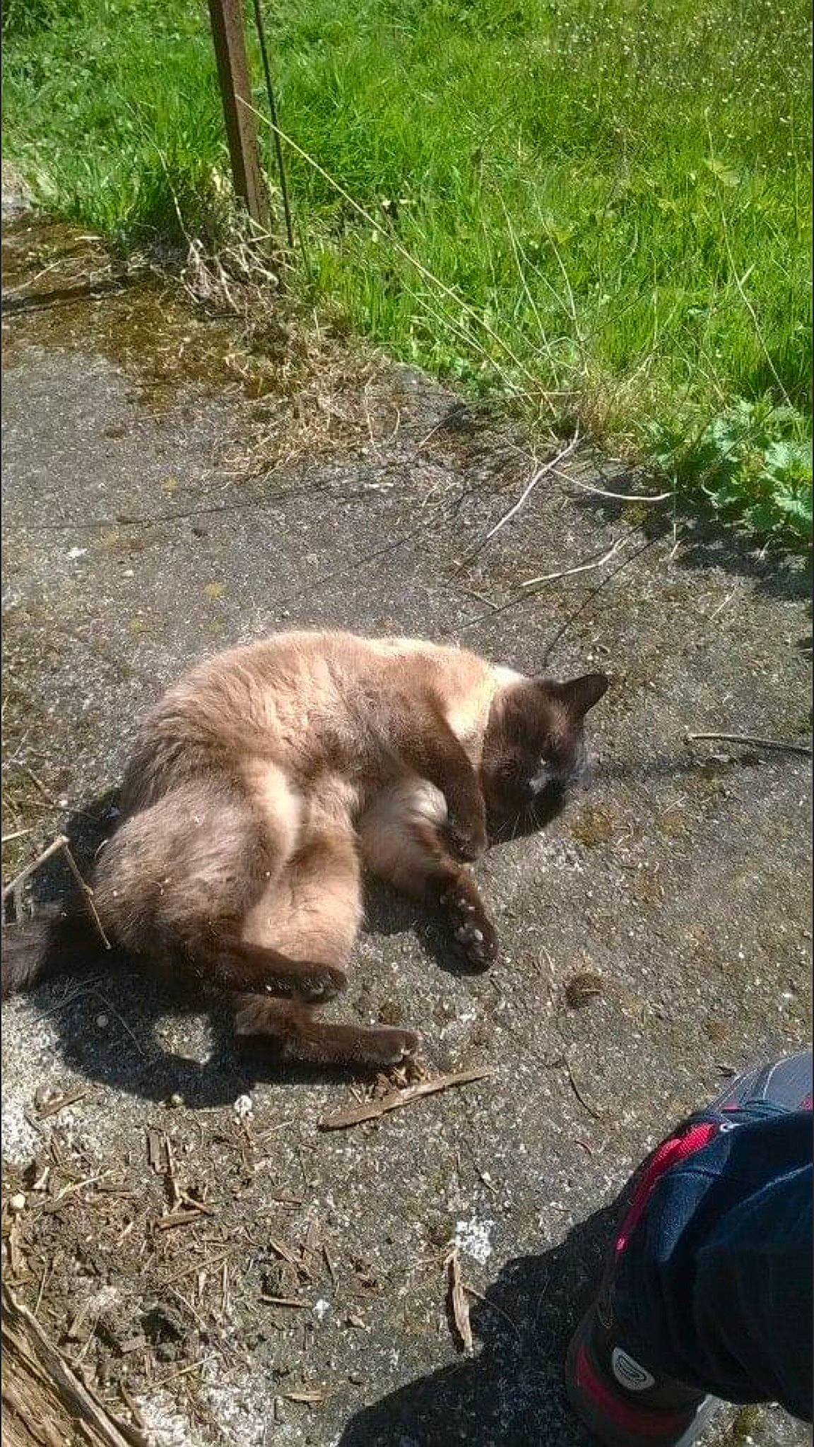 Négus a rejoint le concours — aidez-le/la à gagner de superbes lots ! carnivore, cat, domestic_short_haired_cat, fawn, felidae, grass, small_to_medium_sized_cats, tail, thai