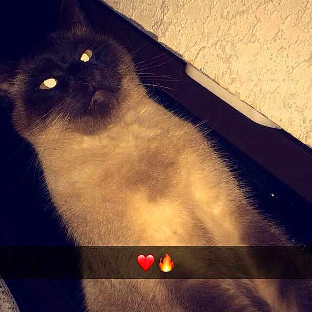 Négus