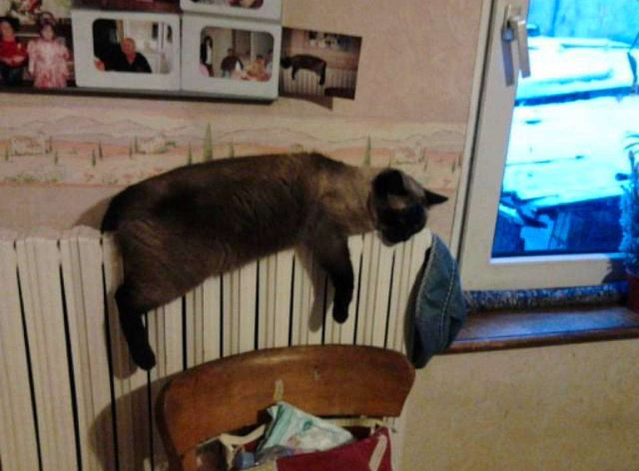 Négus a rejoint le concours — aidez-le/la à gagner de superbes lots ! border_terrier, canidae, carnivore, cat, dog_breed, felidae, mammal, siamese, small_to_medium_sized_cats, sporting_group, vertebrate