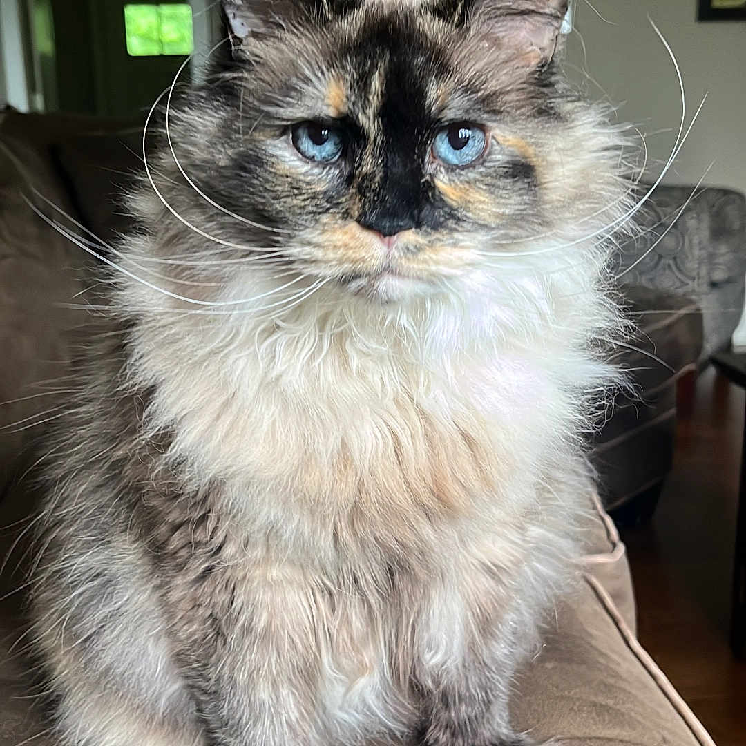 Charleigh is registered to the contest to win money with this photo: cat, fluffy, blue_eyes, tortoiseshell, sitting, couch, indoor, pet, feline, whiskers, fur, living_room, sofa, portrait, animal, domestic, home, cute, furry, calm