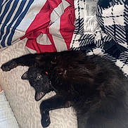Lou Lou joined the competition — help win amazing prizes! cat, black_cat, sleeping, lying_down, fluffy, fur, pet, collar, bed, bedding, blanket, patterned_blanket, pillow, indoor, bedroom, cozy, relaxed, cute, animal, photograph
